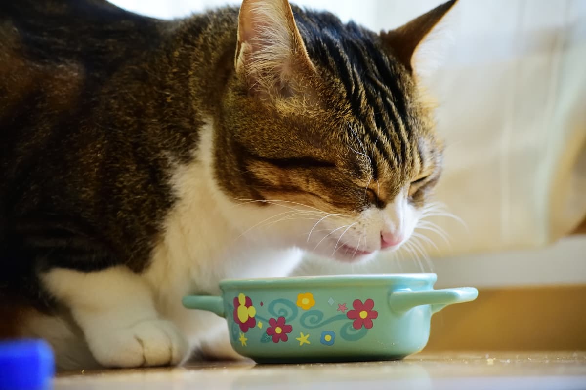 食事する猫